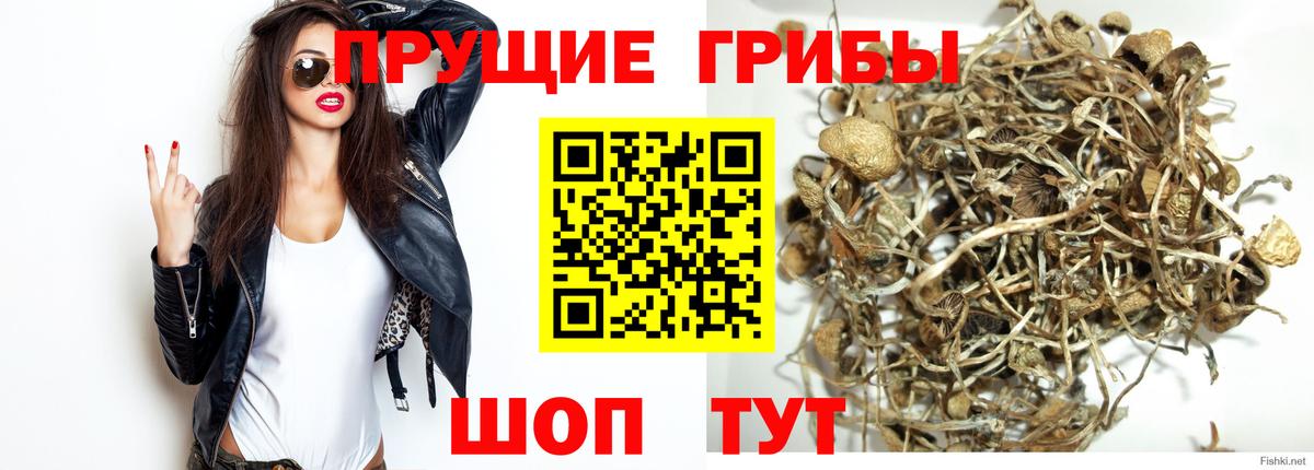 Галлюциногенные грибы Psilocybine cubensis Глазов